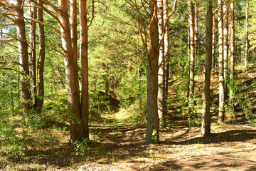 Obraz premium Summer pine forest in soft focus. Sunny landscape.