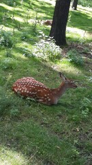 deer in the forest