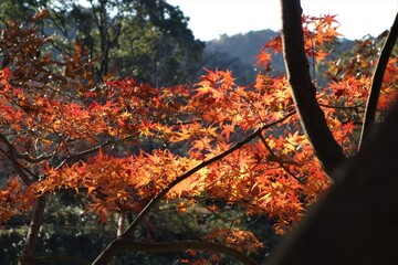 autumn color of Japanese maple leaves