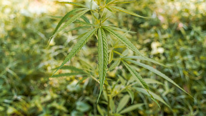 Marijuana leaves, cannabis on a bright background, beautiful background, Natural outdoor Tropical region asia.