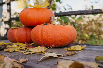 Happy Halloween, Thanksgiving. Pumpkin fruit with maple leaves on a wooden table, collecting the autumn harvest. Concept of tradition.