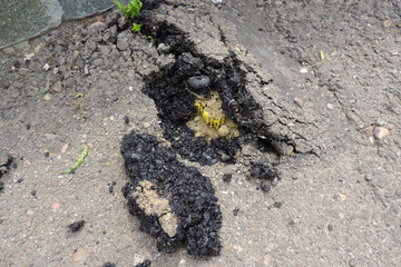    plant sprouts break through asphalt destroying it       