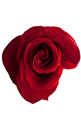 Fototapeta premium Intense red rose on white isolated background