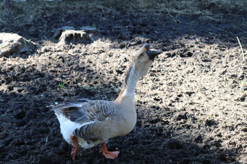 canada goose on the beach
