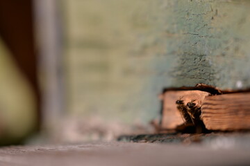 bees at the entrance to the hive