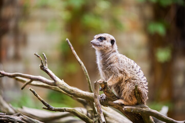 Meerkat, Suricata suricatta, sitting on a tree