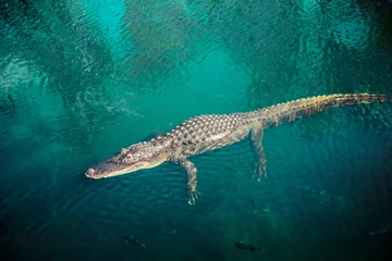 Zelfklevend Fotobehang wilde krokodil in everglades meer rust op blauwe wateroppervlak met vissen rond © Shotmedia