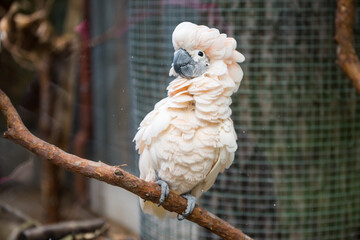 Pink cockatoo parrot sitting on a branch