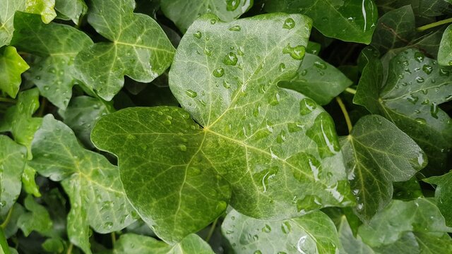 Regentropfen auf Efeublatt