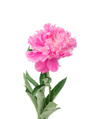 Pink peony on a white background, isolate