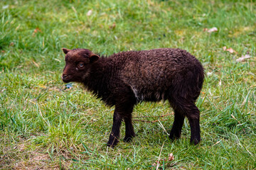 schafherde auf der Wiese beim Fressen