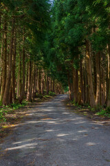 Obraz premium The road in the forest on the island of Terceira in Portuguese archipelago of the Azores.