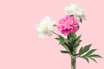 Two white and one pink peonies on a pink background