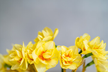 Bright yellow and orange daffodils against a soft grey background