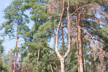 dead dry tree in park, among another green pine trees.