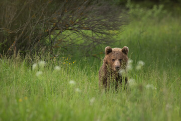 Obraz na płótnie Canvas Brown bear male sitting in the high grass, brown bear looking to the camera, shy brown bear with vet fur, Ursus arctos, Slovakia