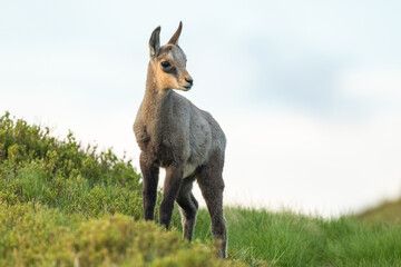 Chamois cub standing on the mountain meadow, cute little chamois  calf with mountains in the background, Rupicapra rupicapra, Slovakia