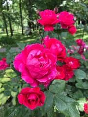 Colorful blossom flowers of roses in the park, Moscow 