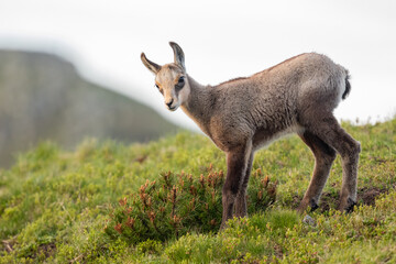 Chamois cub standing on the mountain meadow, cute little chamois  calf with mountains in the background, little chamois looking to the camera, Rupicapra rupicapra, Slovakia