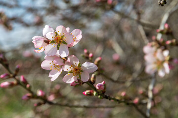 Blooming almonds. Spring flowering background. Beautiful nature sunny day. Spring flowers. Beautiful garden. 
Blurred background. Amygdalus communis 