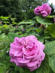 Colorful blossom flowers of roses in the park, Moscow 