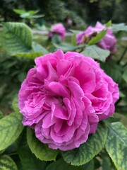 Colorful blossom flowers of roses in the park, Moscow 