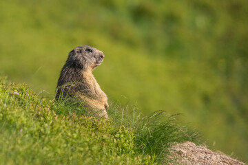 Cute marmot sitting near the den, guarding marmot on the mountain meadow, Marmota, Slovakia
