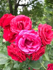 Colorful blossom flowers of roses in the park, Moscow 