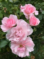 Colorful blossom flowers of roses in the park, Moscow 