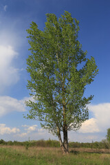 Poplar tree om spring meadow