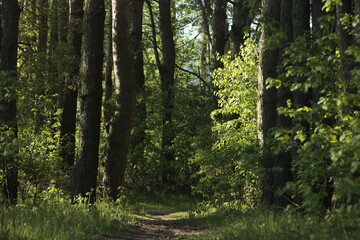 Fototapeta premium path in the forest