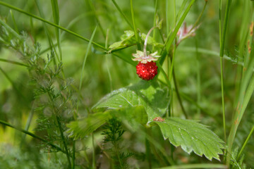 Forest strawberry, wild berry close-up