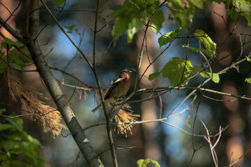 Finch on a branch