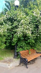 Blooming Jasmine in the Park above a bench with a lantern. Fallen white petals on the ground.