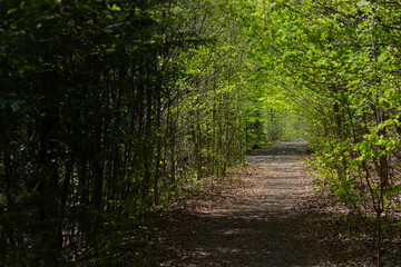Summer pathway in green forest