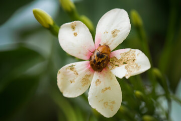 bee on flower