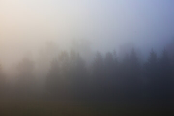 Autumn weather. Dense Fog in the forest