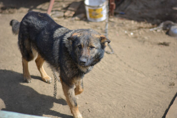 German shepherd mix breed sad dog in gypsy village on the chain. Hopeless looking for help. Dogs in Slovak gypsy village.