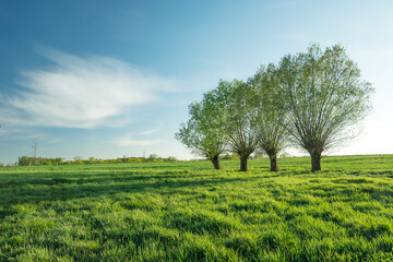 Fototapeta na wymiar Willow trees in the green meadow