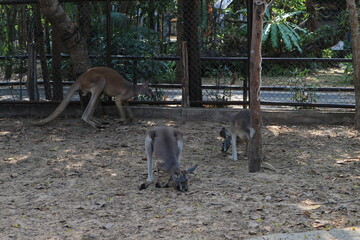 Kangaroo looking to the side in zoo park