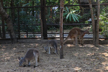 Kangaroo looking to the side in zoo park
