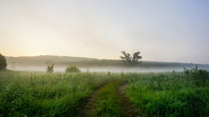 morning mist over swamp