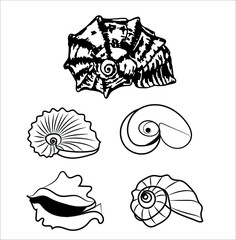 Rapana set in black vector line in different styles. Set of sea and ocean rapana. Isolated on a white background. Seashell in different variations. Suitable for business card, website or print.