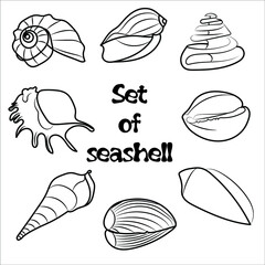 Set of eight vector seashells in black vector line. Set of sea and ocean shells - rapeseed, mollusks, snails and scallops. Isolated on a white background. Can be used for business cards and website.
