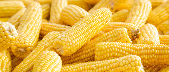 Several sweet corn ears. Yellow corn as vegetable background.