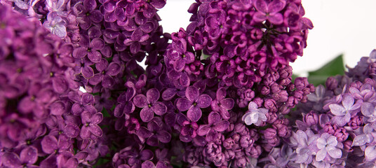 Close up of spring lilac violet flowers with drops of water.