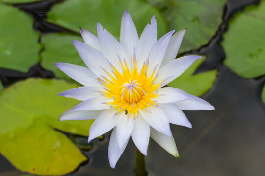 This beautiful waterlily or lotus flower