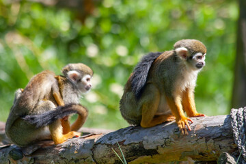 
two little wild monkeys on a fallen tree and green blurry background in the jungle