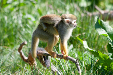 
two little wild monkeys on a fallen tree and green blurry background in the jungle
