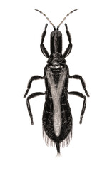 Thrips (order Thysanoptera) are minute, slender insects isolated on a white background 